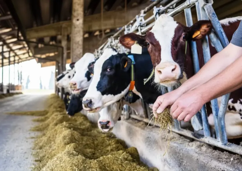 Молочна галузь Словаччини на межі колапсу